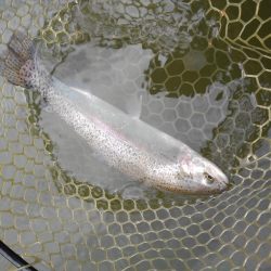 大安トラウトレイク 釣果